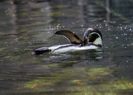 penguin - swim the backstrokeの写真素材