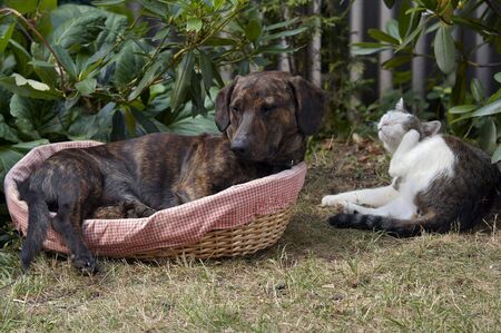 dog in the cat couchの写真素材
