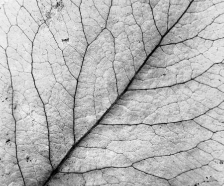 Detail (close-up) of an autumn leaf - textureの写真素材