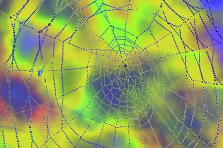 dewy spiders webの写真素材