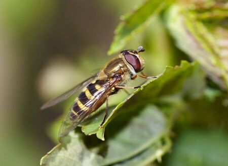 Detail of the syrphid-flyの写真素材