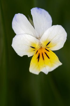 Close-upl of the wild pansy at the grassの写真素材
