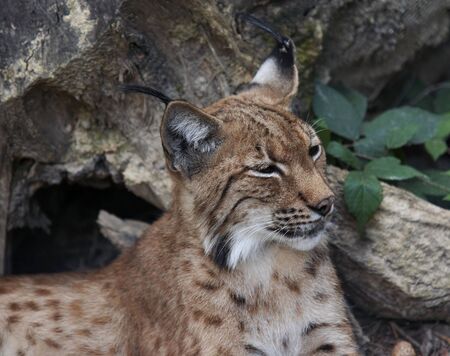 European lynxの写真素材