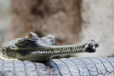Indian gavial - endangered speciesの写真素材