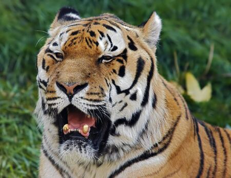 Siberian tigerの写真素材