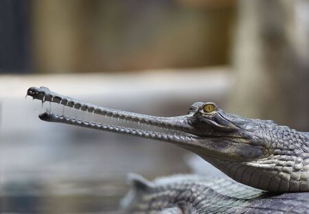 Detail of the head of Indial gavial - endangered speciesの写真素材