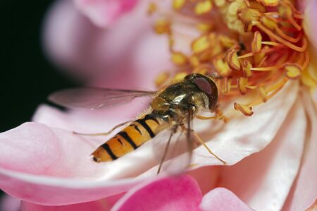 syrphid-flyの写真素材