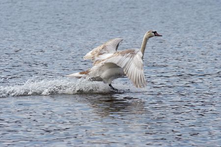 flying swan - splashdownの写真素材