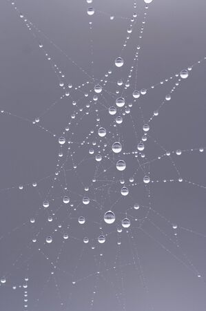 spider web wet with dew