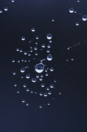 spider web wet with dew