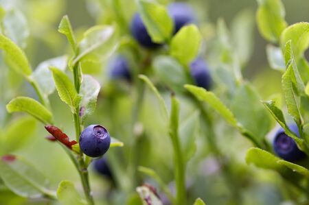 blueberry shrubsの写真素材