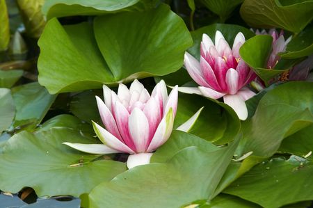 water lily on the waterの写真素材