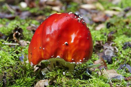 fly poison amanita - poisonous mushroomの写真素材