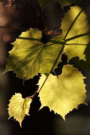 leaves of the grapevine in the back lightingの写真素材