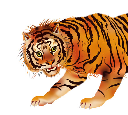 tiger - beast of prey - vectorのイラスト素材