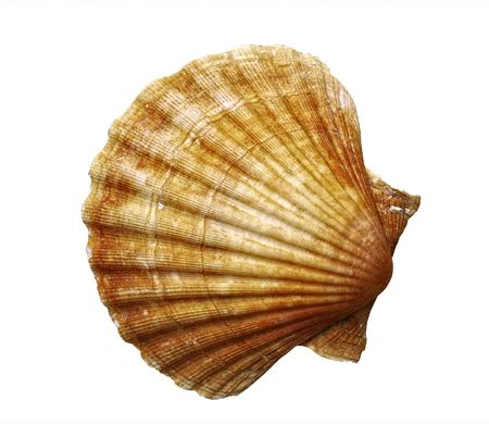 sea shell - fan shell