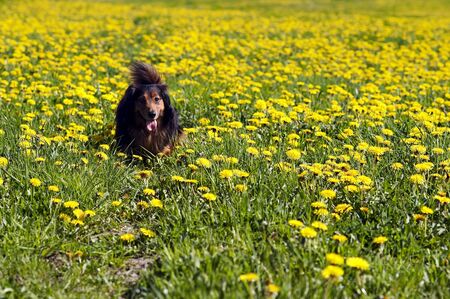 dachshund on the meadow of dandelionsの写真素材