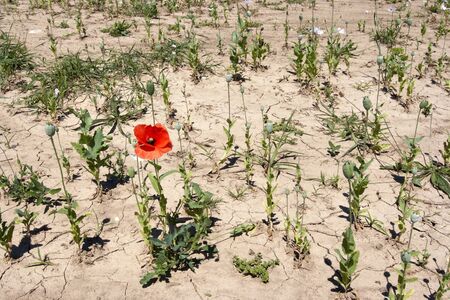 red weed in poppy fieldsの写真素材