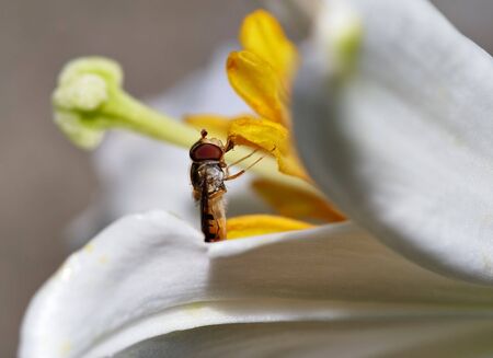 syrphid-fly 