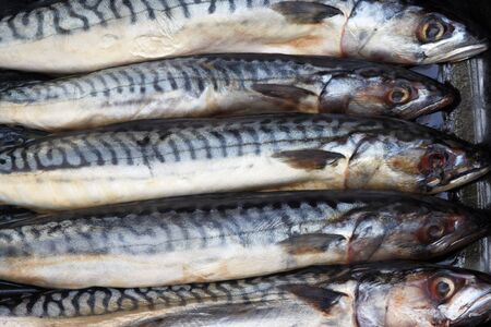 fresh mackerels in the roaster
