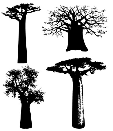 baobabs - Vectorのイラスト素材