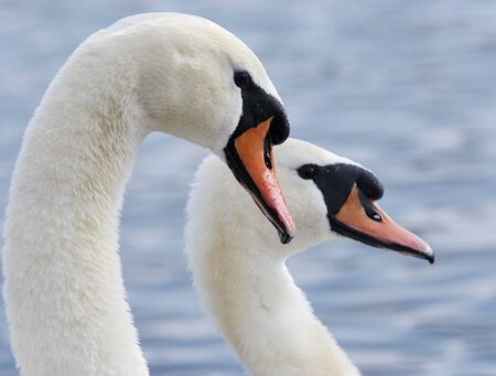 Shot of the two swans - detail of headの写真素材