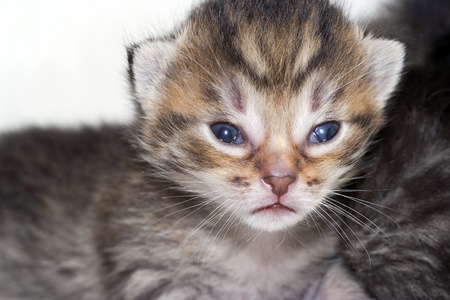 small kitten - newborn kitten, two weeks agoの写真素材