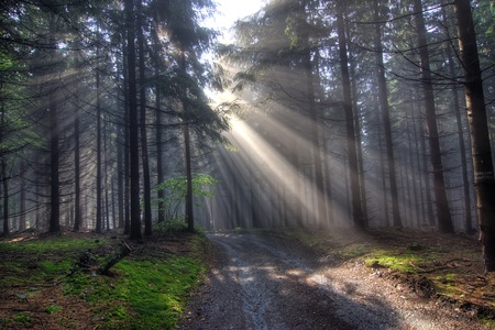 coniferous forest early in the morningの写真素材