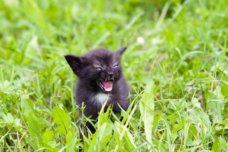 Small angry kitten in the grassの写真素材