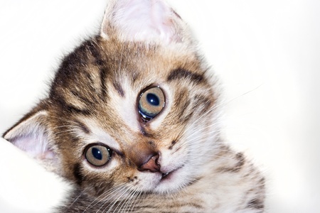 kitten head - astonished look kitten head - astonished look