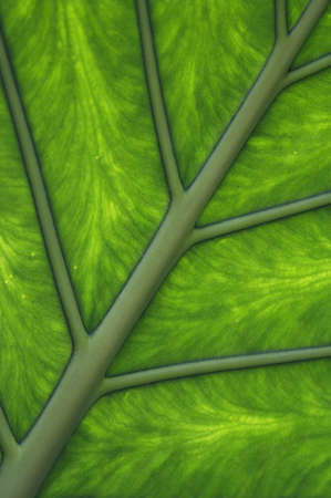 Abstract detail of the leafの写真素材