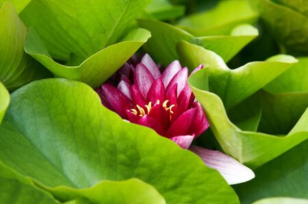waterlilly - water flowerの写真素材