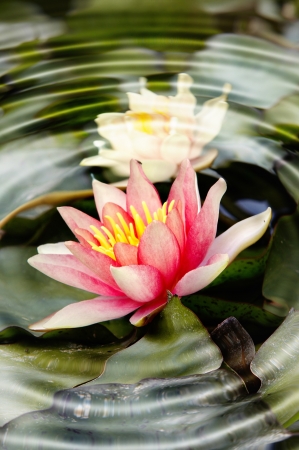 water lily on the waterの写真素材