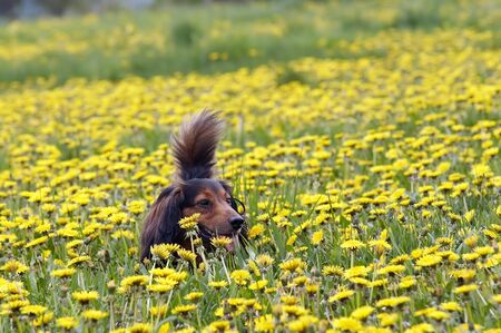 dachshund on the dandelions meadowの写真素材
