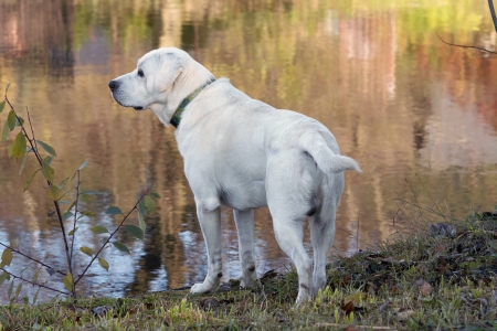 labrador dog standing on the river bankの写真素材