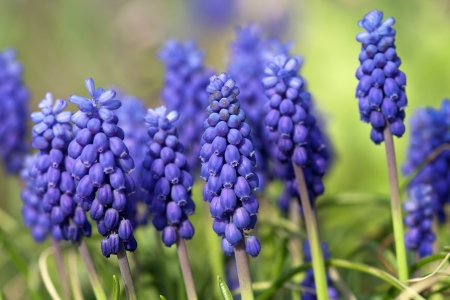 spring flower - grape hyacinthの写真素材