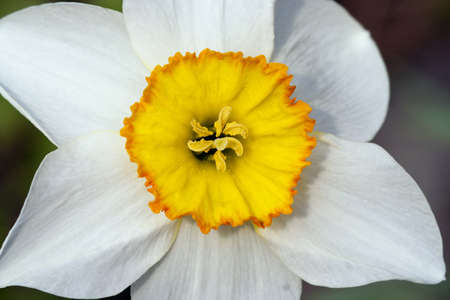 bloom of narcissusの写真素材