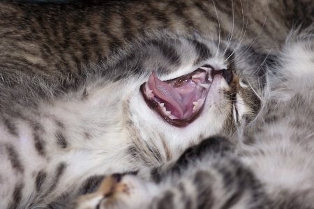 yawning kittenの写真素材