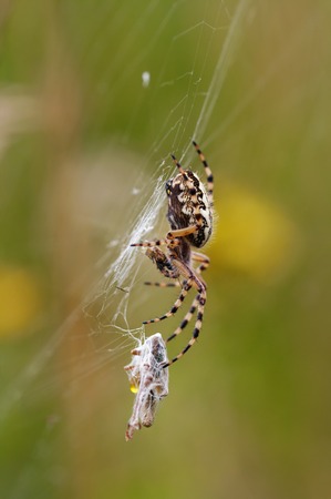 hunting spider  cross spiderの写真素材