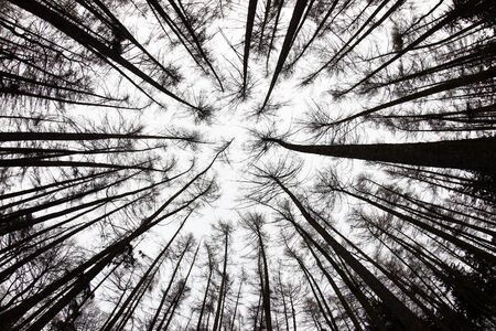 forest view from below  fisheye lens view