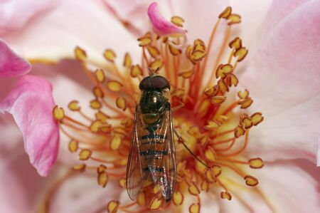 syrphid fly on the flowerの写真素材