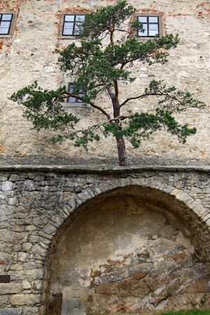 Buchlov castle - detail of the tree in the wallの写真素材