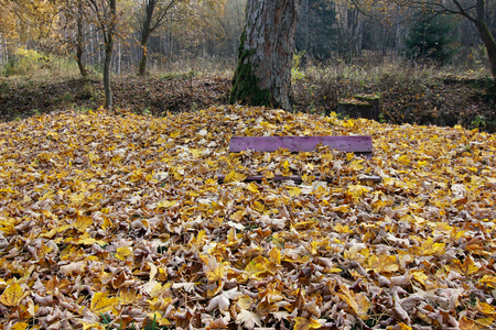 Bench covered in fallen leavesの写真素材