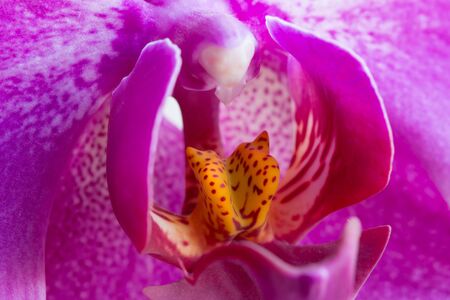 Abstract macro shot of the flowering orchidの写真素材