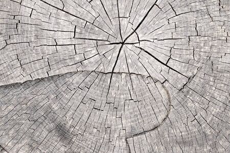 Detail of the cut tree trunk - annular ringsの写真素材