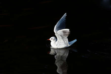 Gull floating on the water