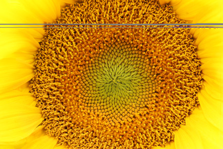 Detail of the bloom of sunflower - macroの写真素材
