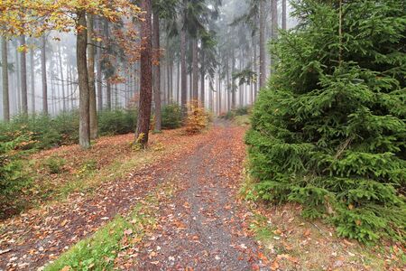 Forest path in the autumn misty forestの写真素材