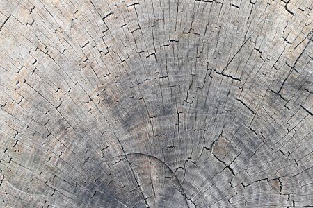 Detail of the cut tree trunk - annular rings - wood textureの写真素材