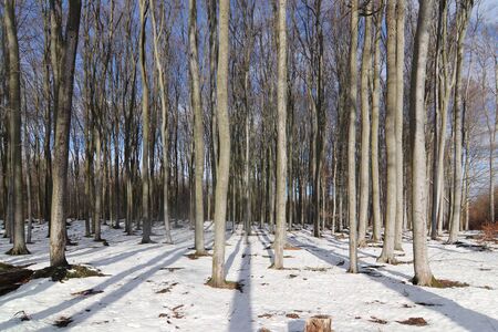 Beechwood Voderady - large beech forest with rare species of plants and animals, Prague-East District, Central Bohemian Region, Czech Republicの写真素材